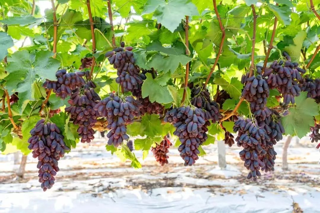 Z6·尊龙「中国」官方网站