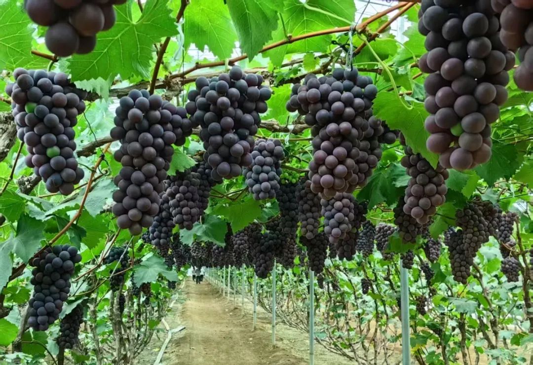 Z6·尊龙「中国」官方网站